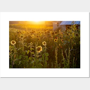 Glowing sunflower farm Posters and Art